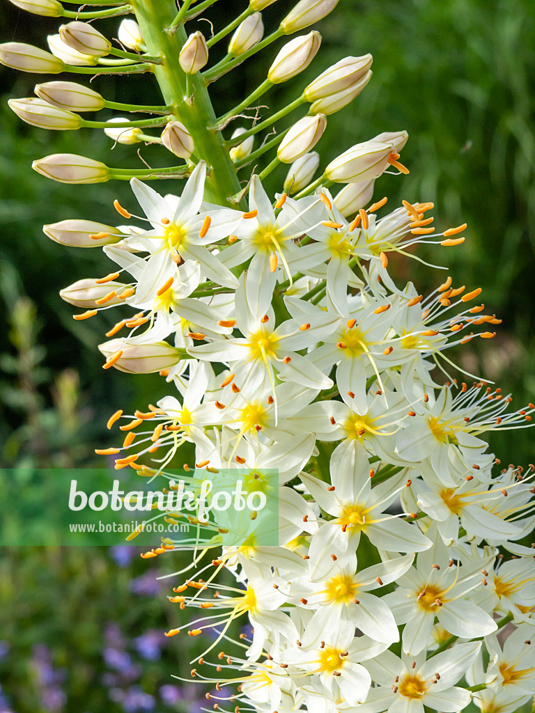 426072 - Foxtail lily (Eremurus himalaicus)