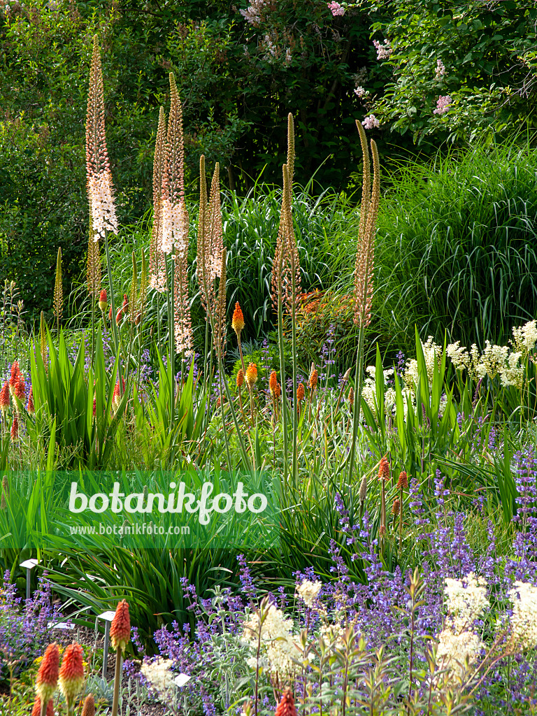 426074 - Foxtail lily (Eremurus himalaicus)