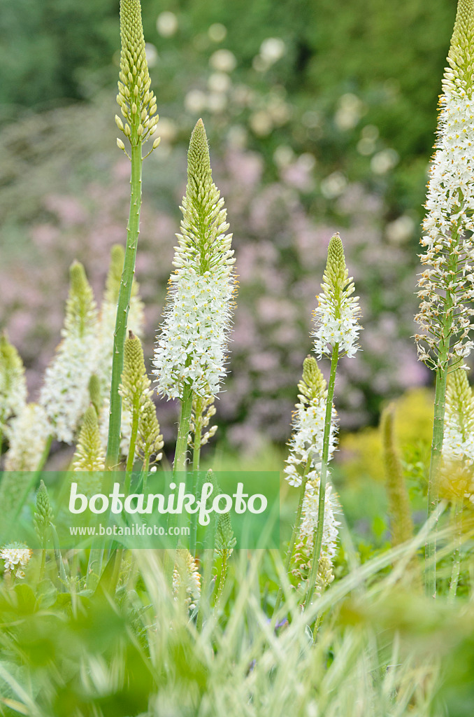 508218 - Foxtail lily (Eremurus himalaicus)