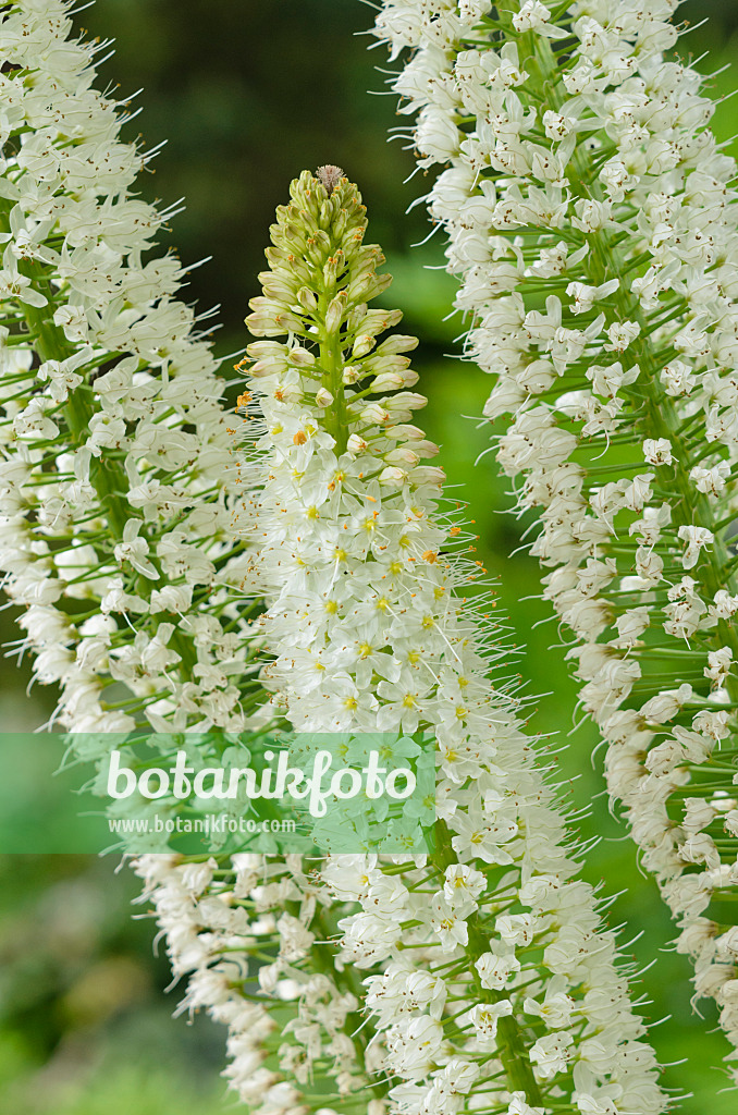 545023 - Foxtail lily (Eremurus himalaicus)