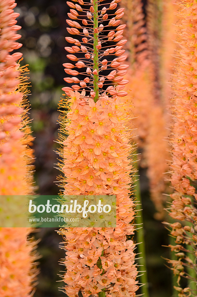 545157 - Foxtail lily (Eremurus x isabellinus 'Cleopatra')