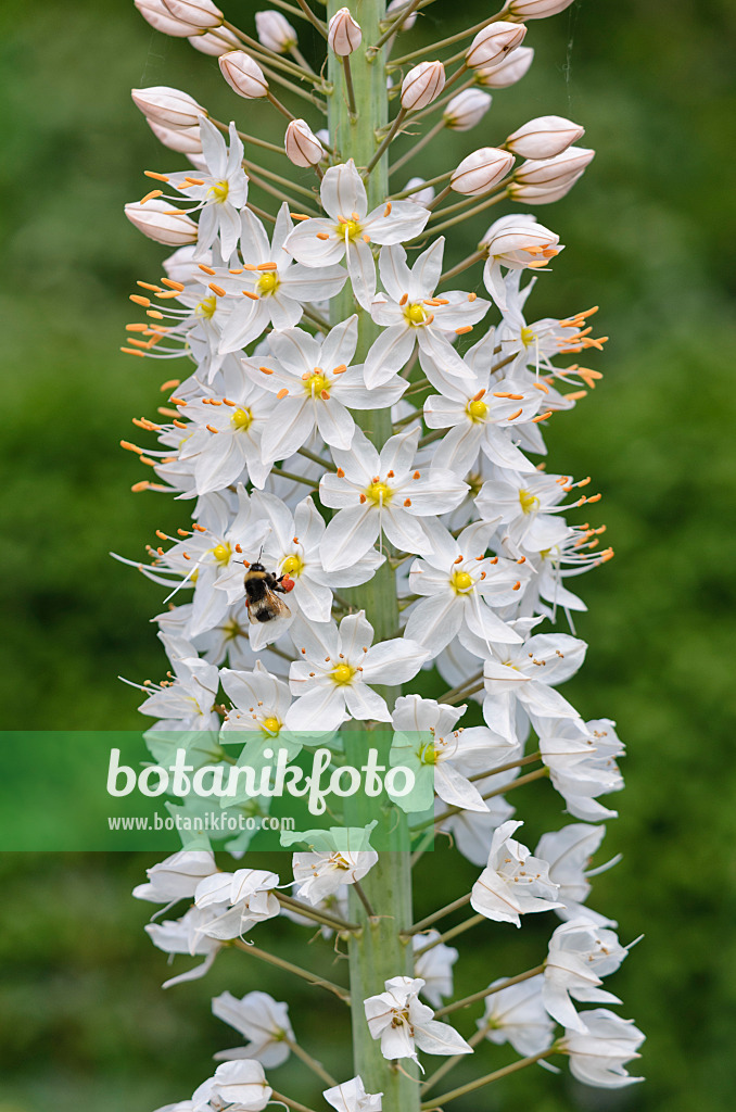 545093 - Foxtail lily (Eremurus robustus)