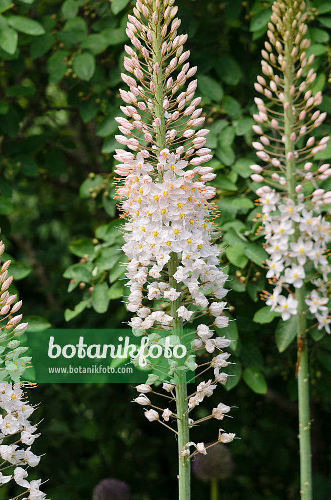 545094 - Foxtail lily (Eremurus robustus)