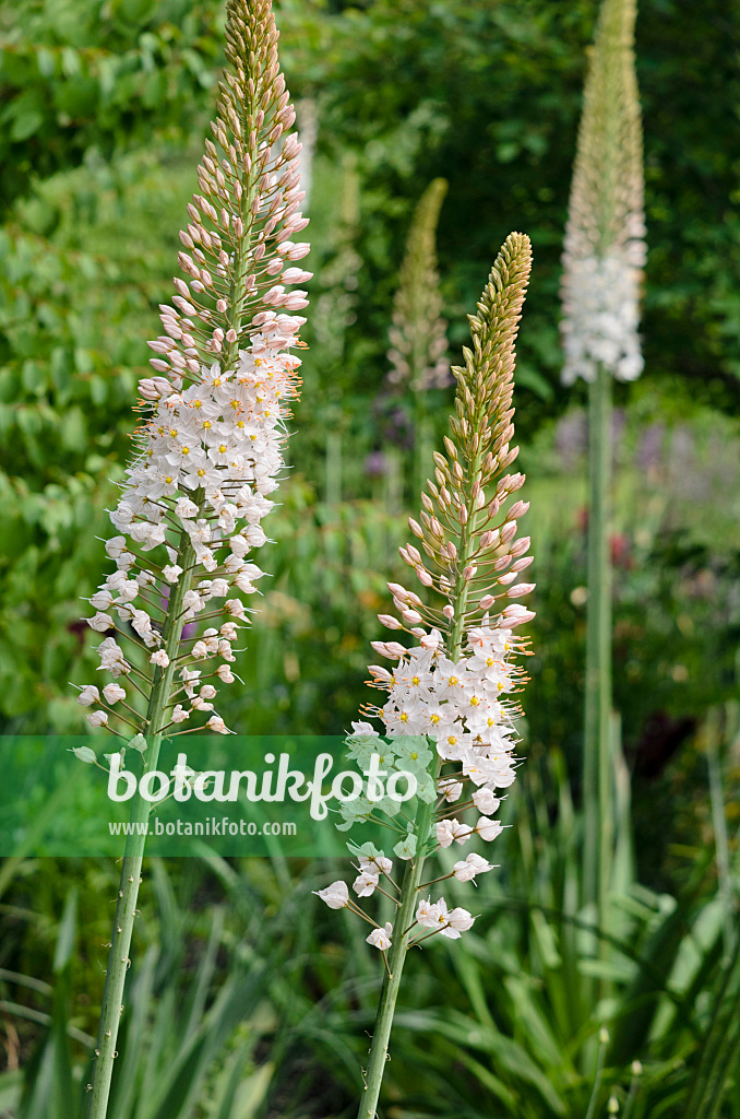 545095 - Foxtail lily (Eremurus robustus)