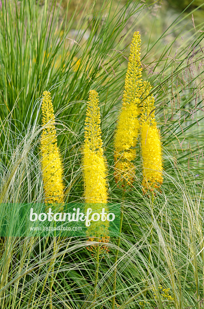 522028 - Foxtail lily (Eremurus stenophyllus)