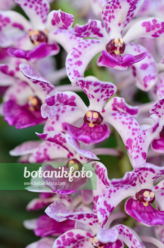 493047 - Foxtail orchid (Rhynchostylis gigantea 'Spots')