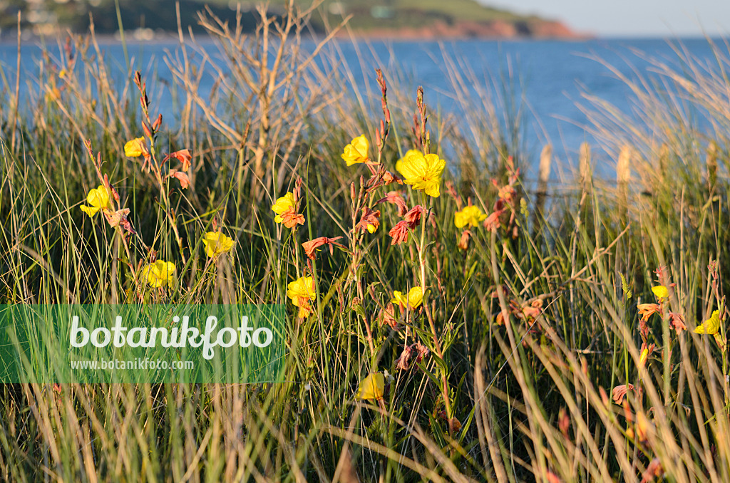 533442 - Fragrant evening primrose (Oenothera stricta)