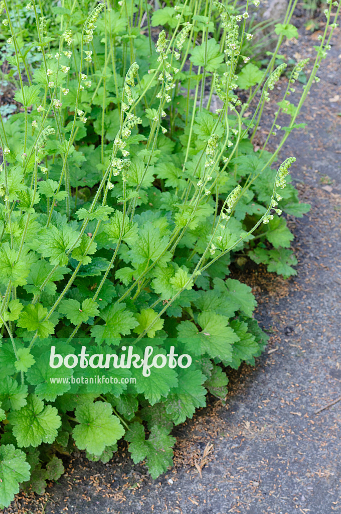 472165 - Fragrant fringecup (Tellima grandiflora)