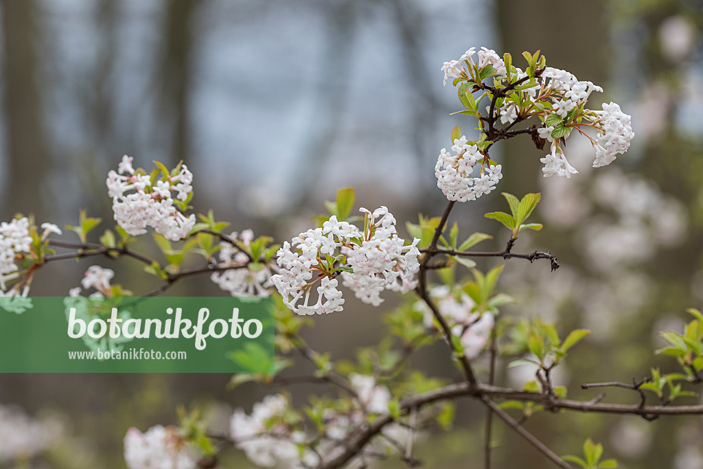 616350 - Fragrant viburnum (Viburnum farreri)