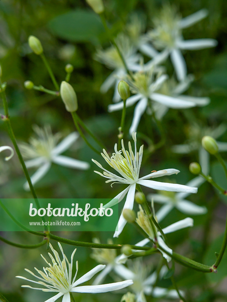 450077 - Fragrant virgin's bower (Clematis flammula)