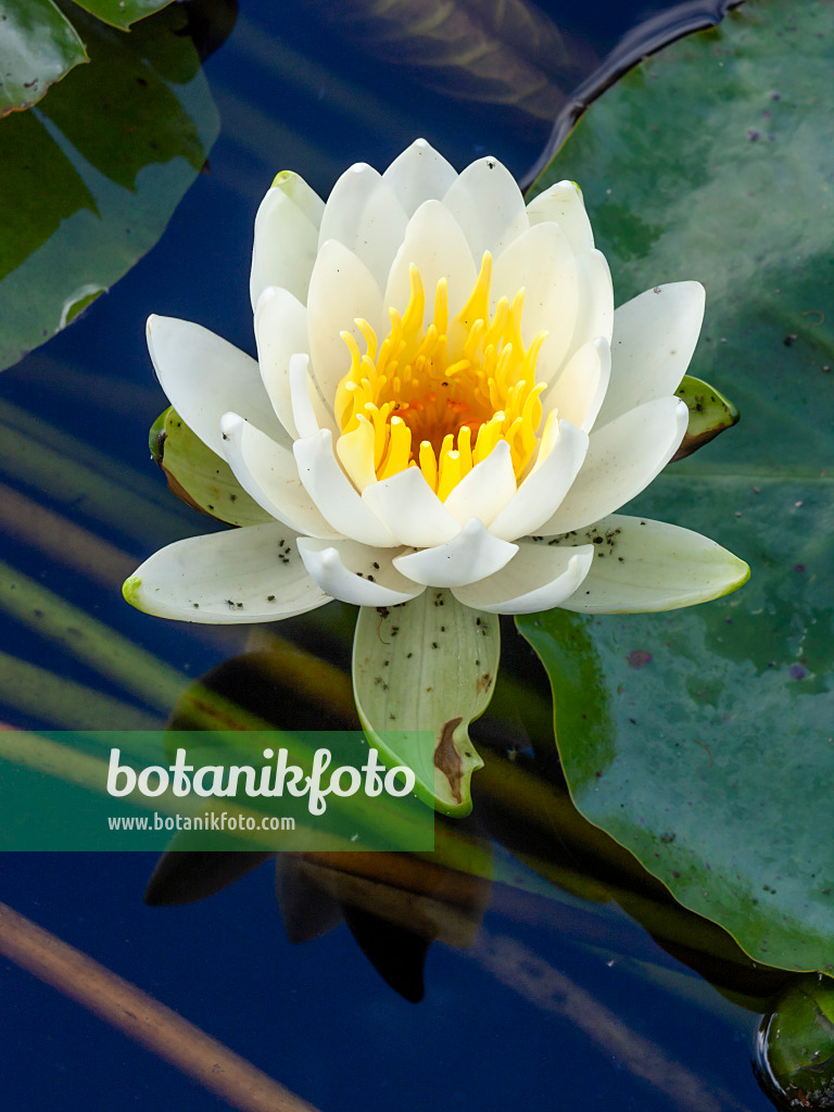 450034 - Fragrant water lily (Nymphaea odorata)