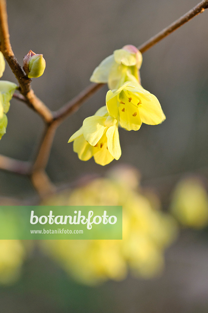 471021 - Fragrant winter hazel (Corylopsis glabrescens)