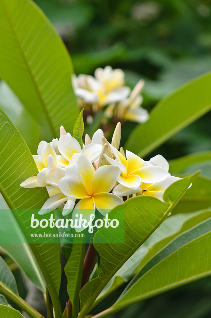 597034 - Frangipani (Plumeria rubra)