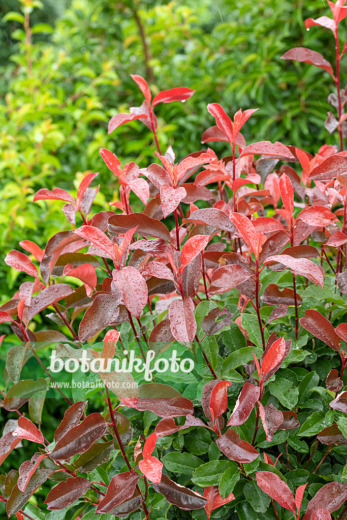 616276 - Fraser's photinia (Photinia x fraseri 'Camilvy')