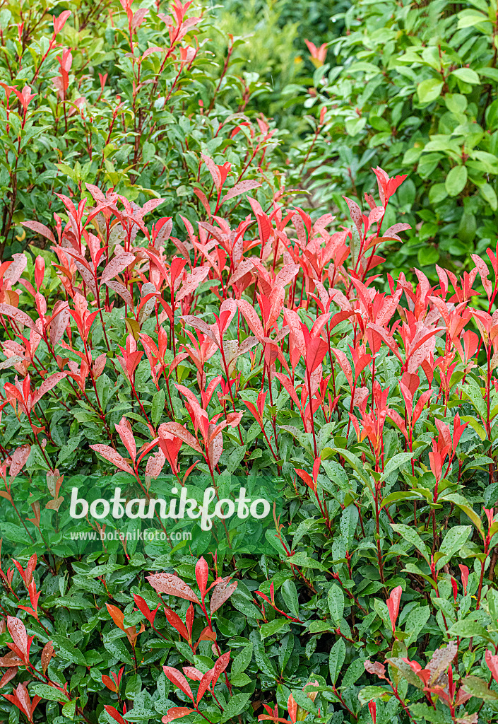 616281 - Fraser's photinia (Photinia x fraseri 'Carré Rouge')