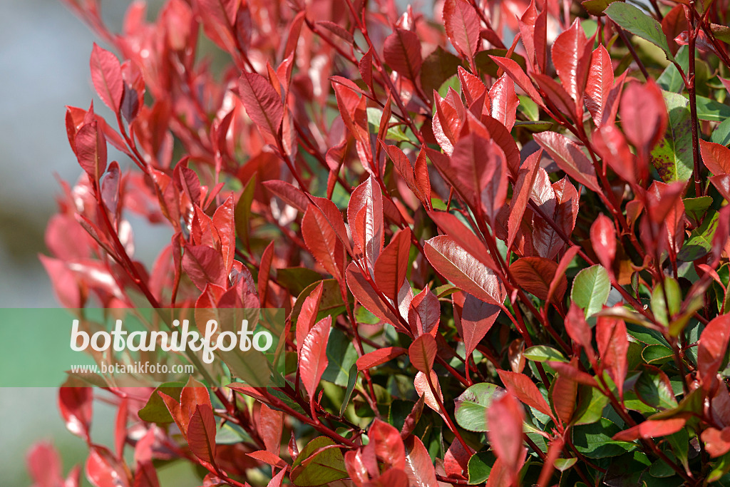 535310 - Fraser's photinia (Photinia x fraseri 'Little Red Robin')