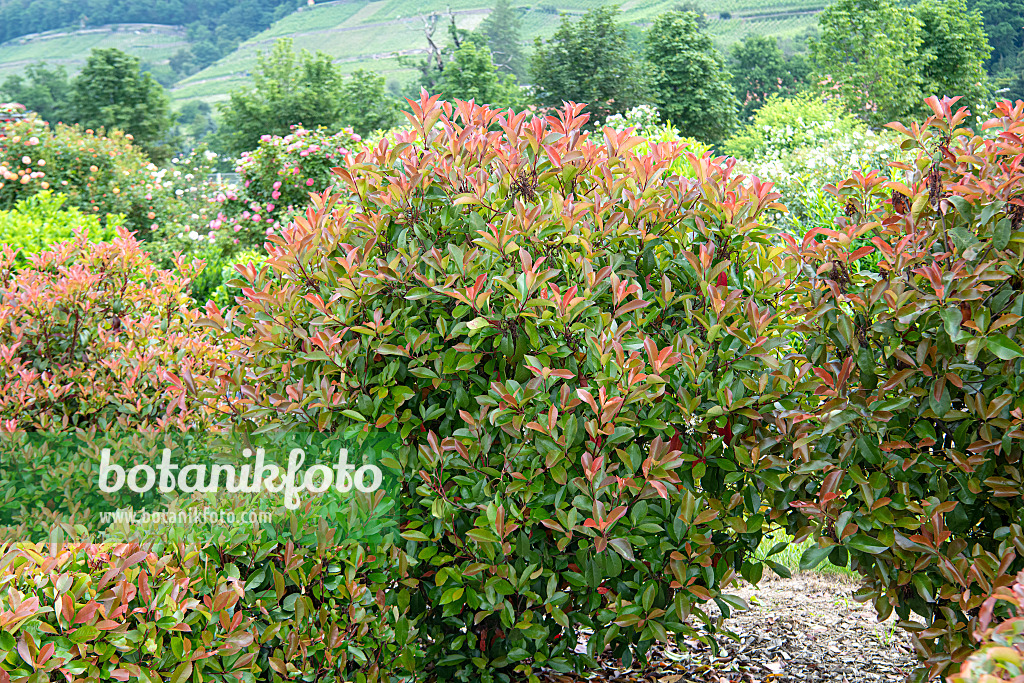 616282 - Fraser's photinia (Photinia x fraseri 'Red Robin')