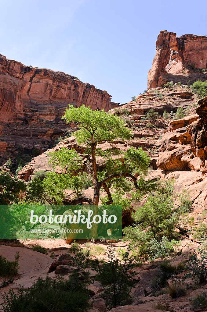 508319 - Fremont cottonwood (Populus fremontii), Hunters Canyon, Utah, USA