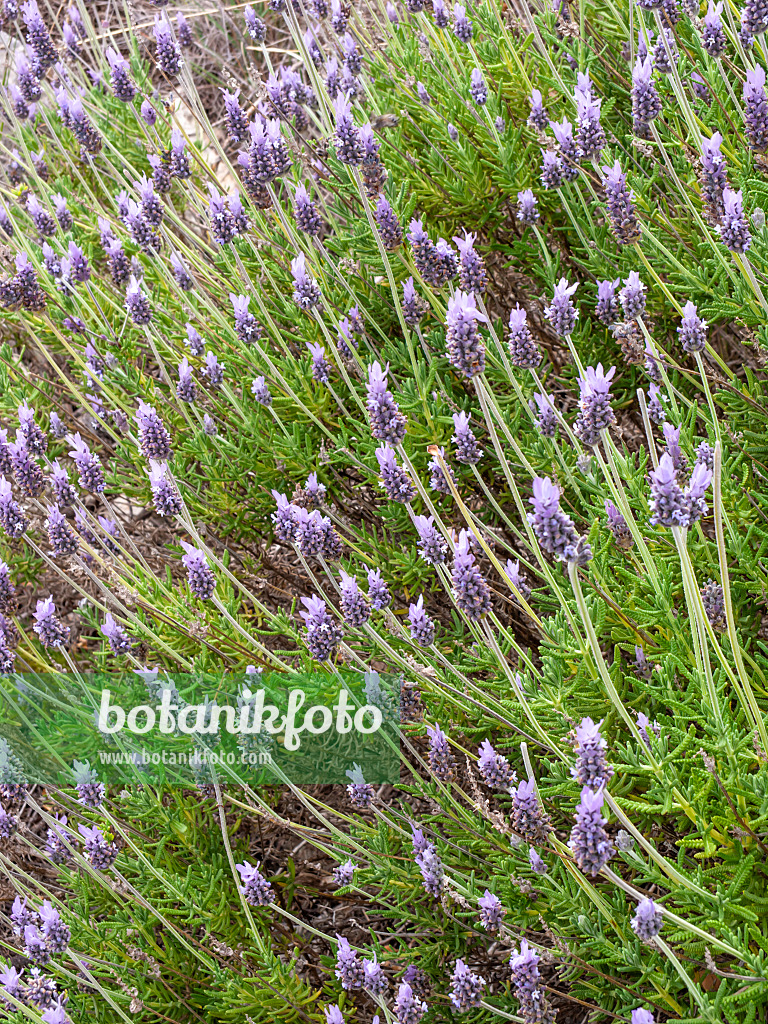 424066 - French lavender (Lavandula dentata)