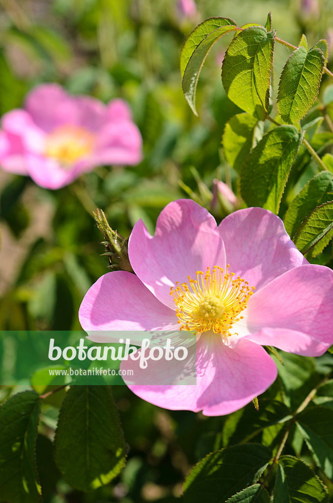 508538 - French rose (Rosa gallica)