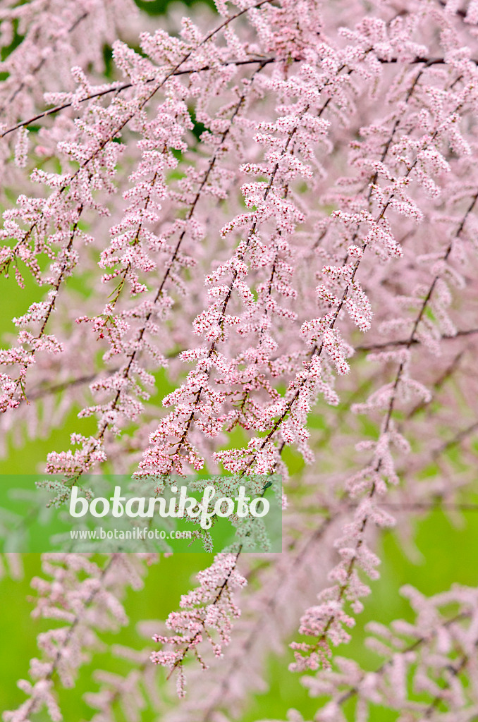 533011 - French tamarisk (Tamarix gallica)