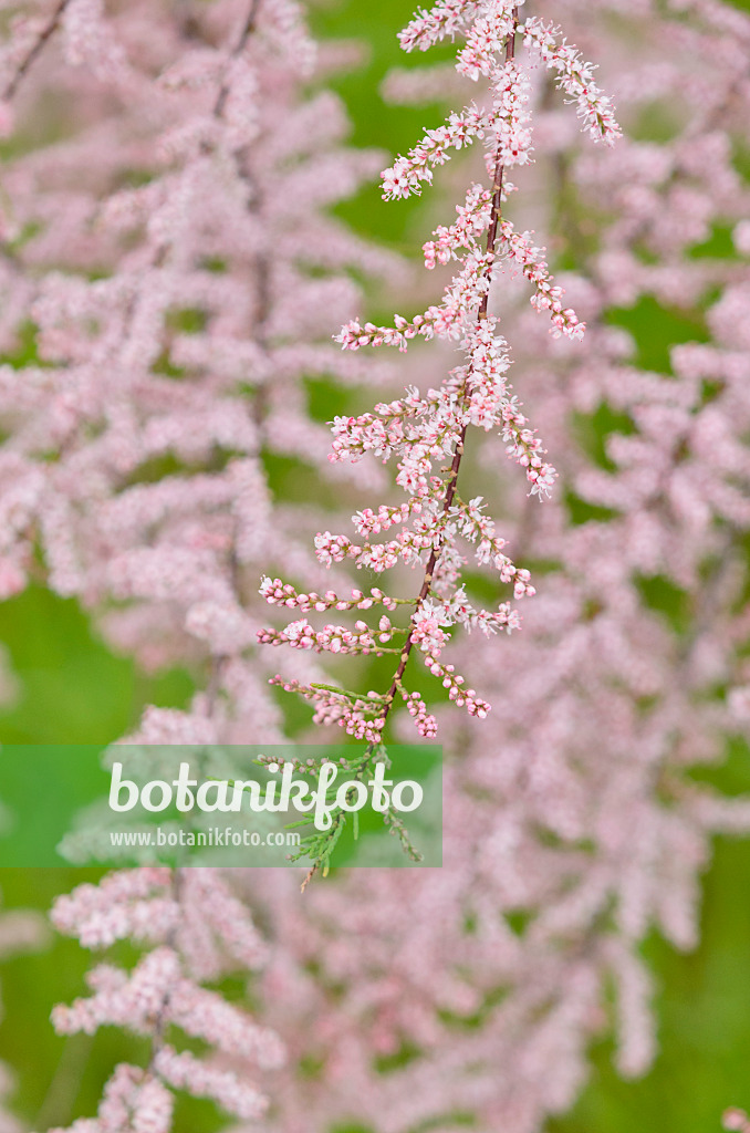 533012 - French tamarisk (Tamarix gallica)