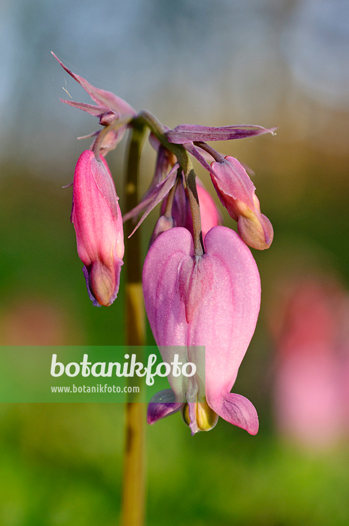 471118 - Fringed bleeding heart (Dicentra eximia)