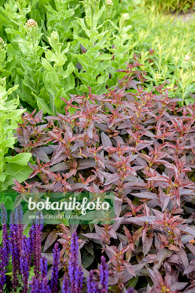 593126 - Fringed loosestrife (Lysimachia ciliata 'Firecracker')