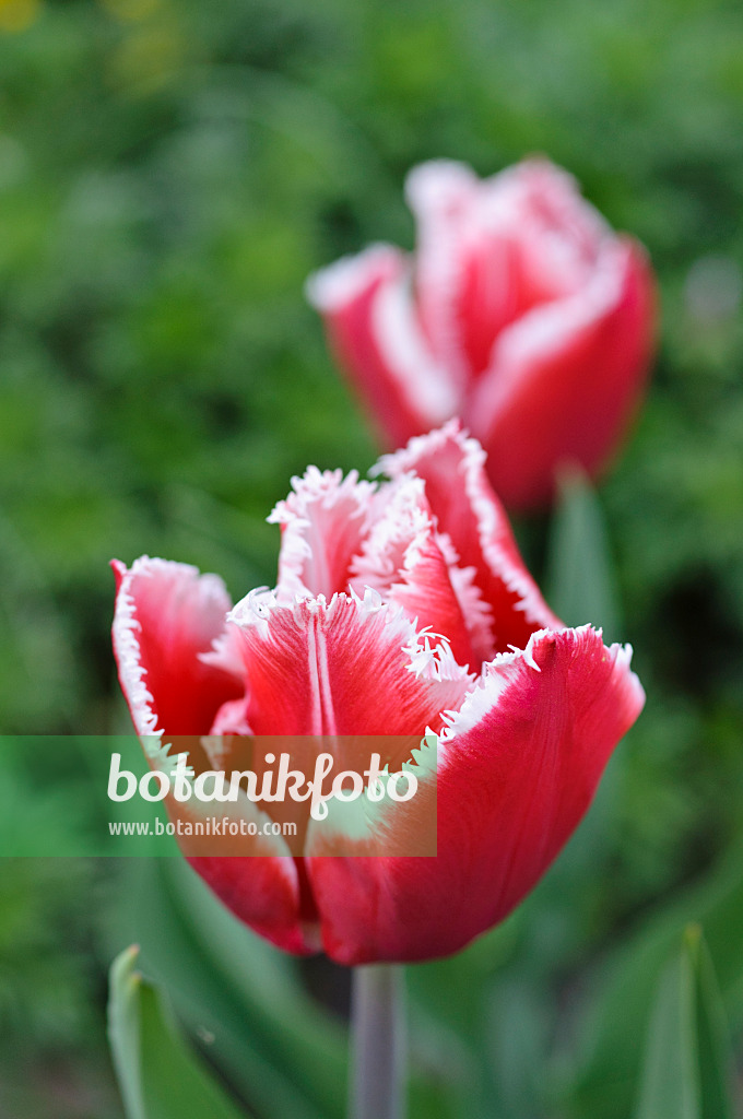 471266 - Fringed tulip (Tulipa Canasta)