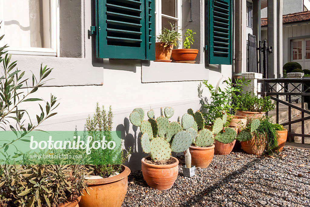 453123 - Front garden with potted plants