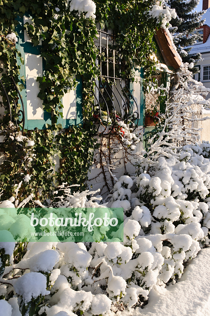 468002 - Front garden with snow-covered shrubs