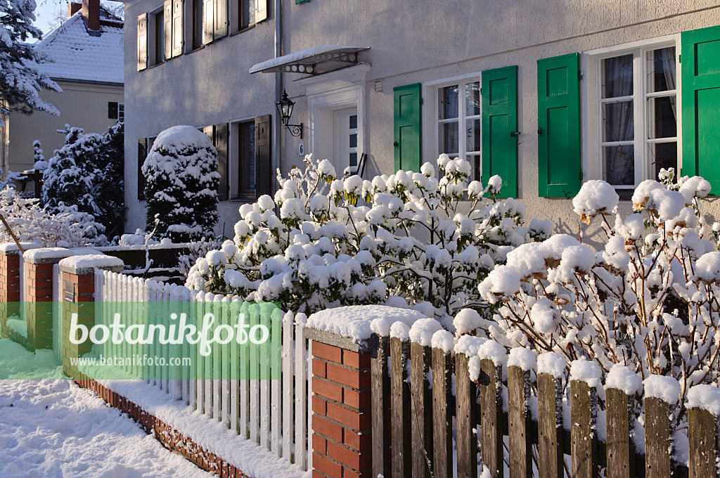 468003 - Front garden with snow-covered shrubs