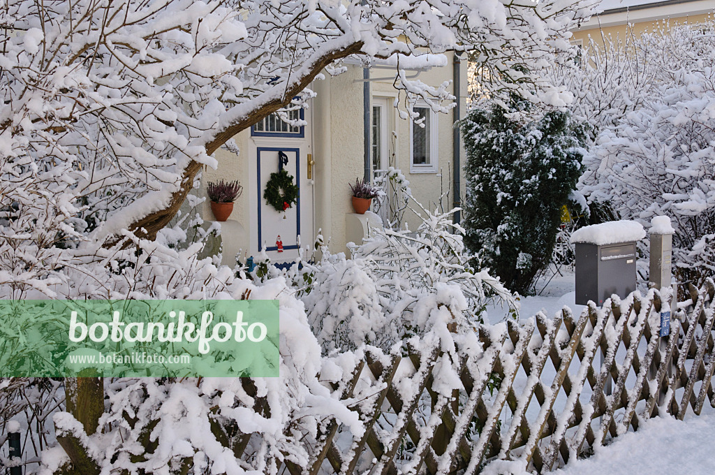 468004 - Front garden with snow-covered trees and shrubs