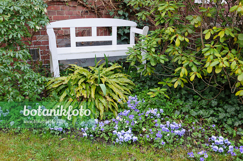 471056 - Front garden with white bench and violets