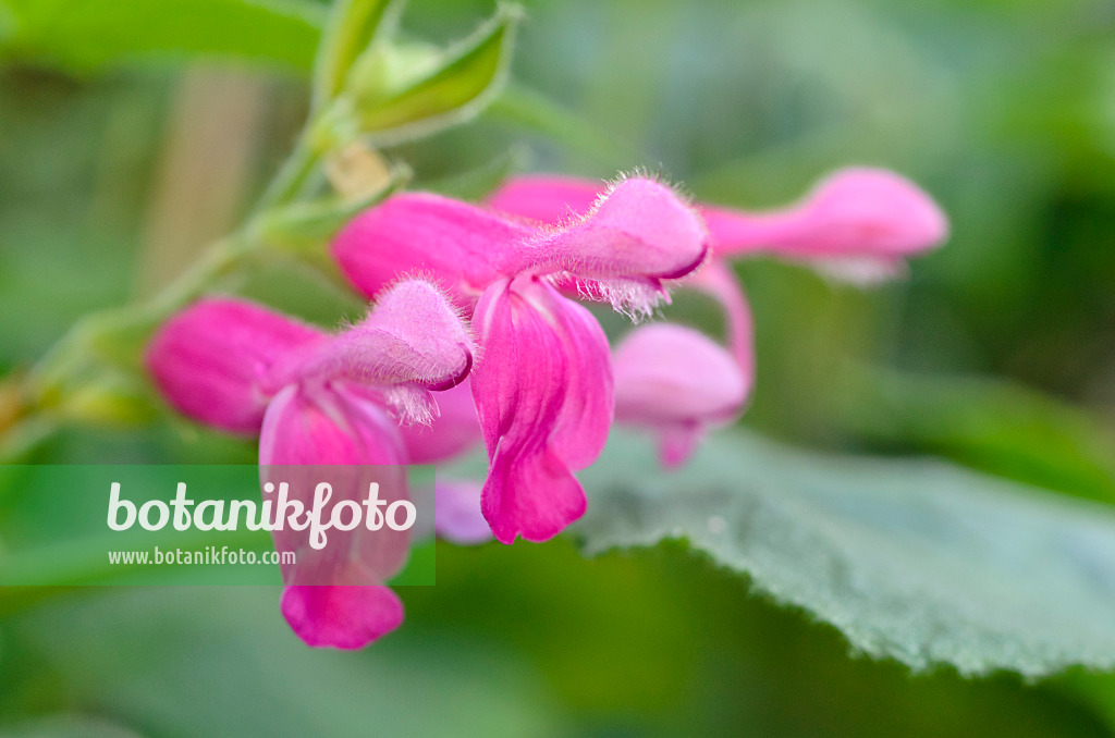 492042 - Fruit sage (Salvia dorisiana)