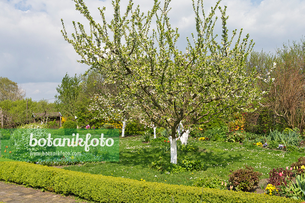 531215 - Fruit trees with lime paint in an allotment garden