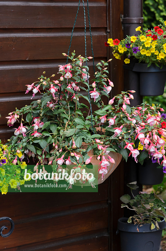 534069 - Fuchsia (Fuchsia) and Calibrachoa