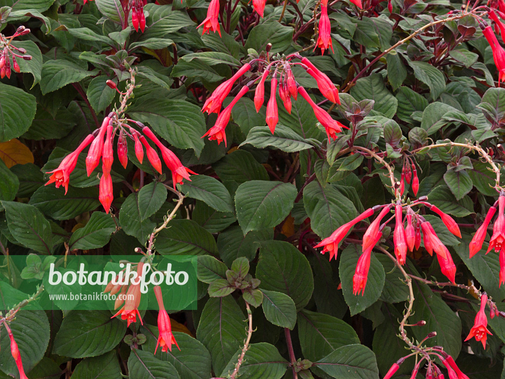 418056 - Fuchsia (Fuchsia Koralle)