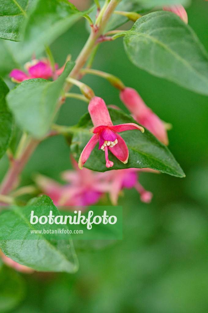 483328 - Fuchsia (Fuchsia lycioides)