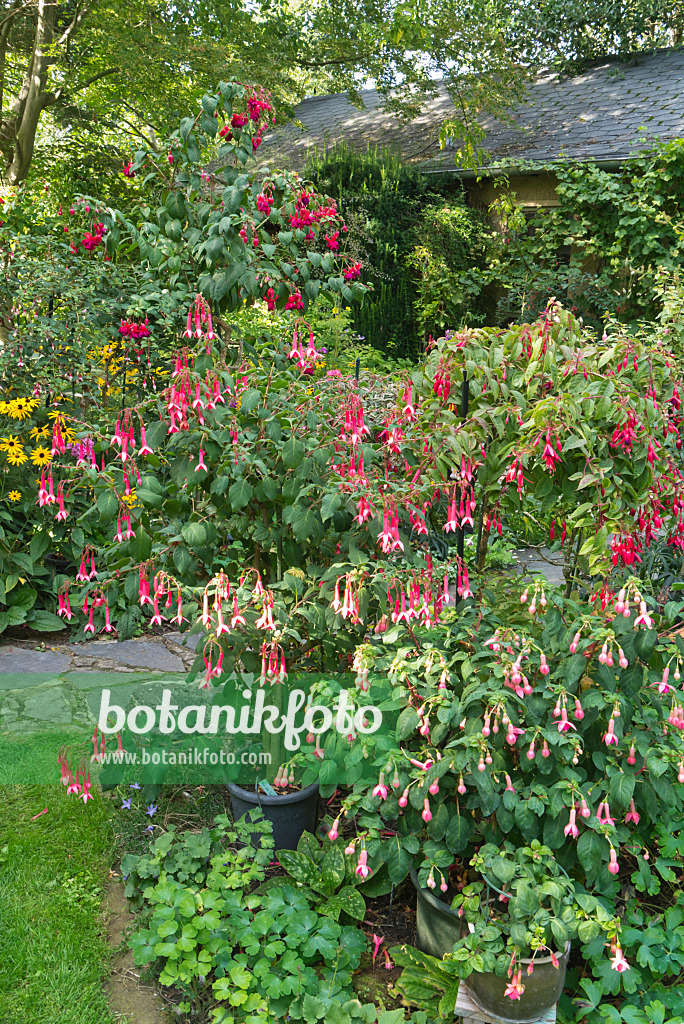 548112 - Fuchsias (Fuchsia)