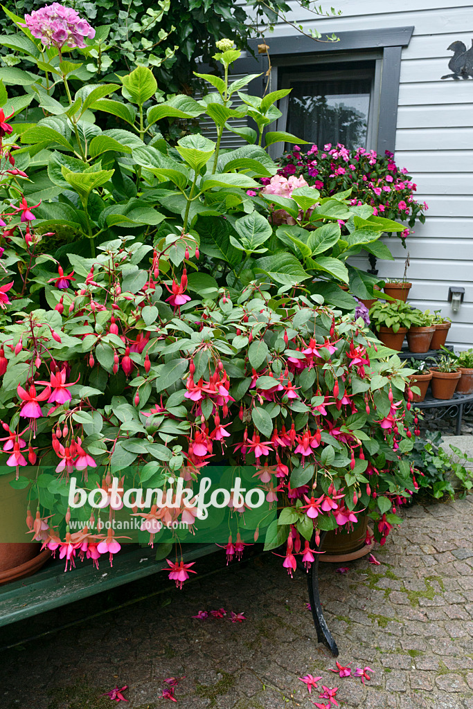 559076 - Fuchsias (Fuchsia)