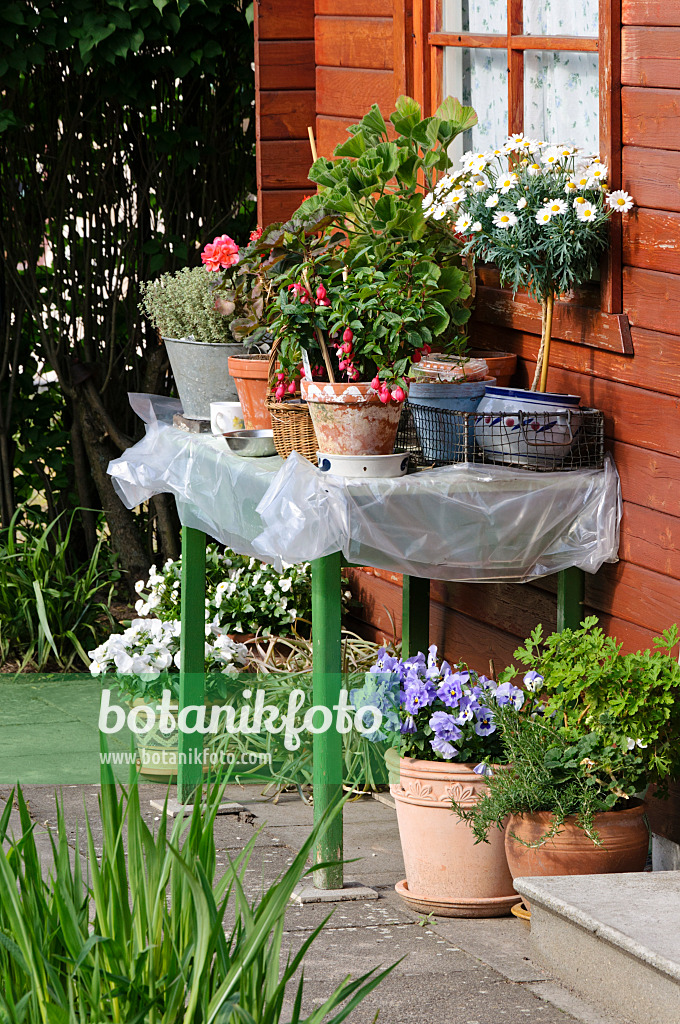 484138 - Fuchsias (Fuchsia), daisies (Leucanthemum), violets (Viola) and pelargoniums (Pelargonium) on a table in front of a garden house