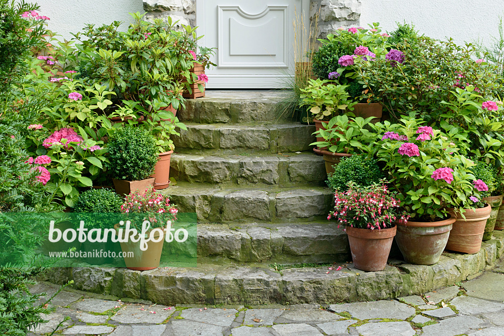 572103 - Fuchsias (Fuchsia) and hydrangeas (Hydrangea) in tubs on a staircase