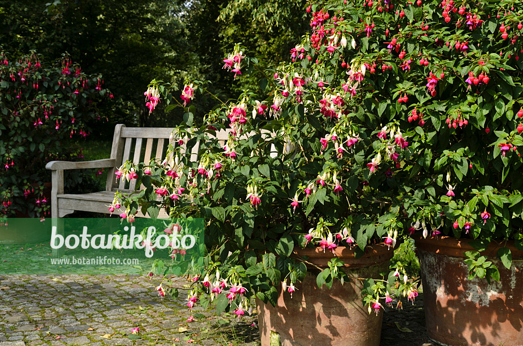 499075 - Fuchsias (Fuchsia) in tubs