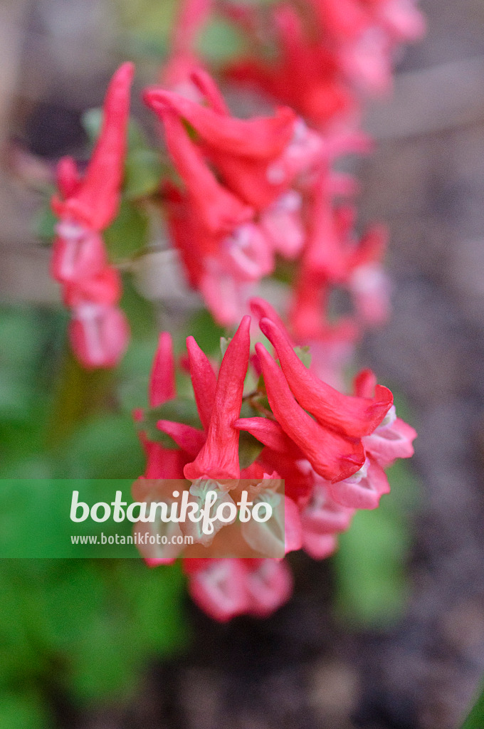 471011 - Fumewort (Corydalis solida subsp. transsylvanica)