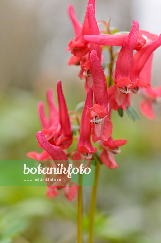 507001 - Fumewort (Corydalis solida subsp. transsylvanica)