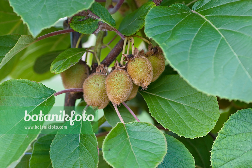 502100 - Fuzzy kiwi (Actinidia deliciosa 'Jenny')