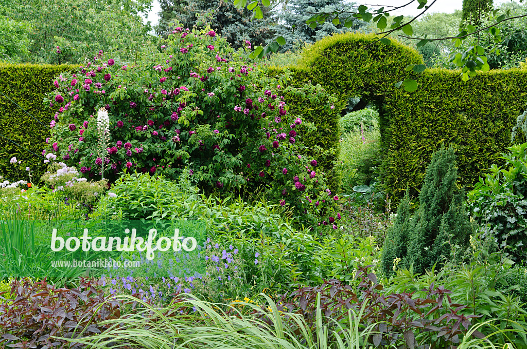 473087 - Gallica rose (Rosa Charles de Mills), foxtail lily (Eremurus) and cranesbill (Geranium)