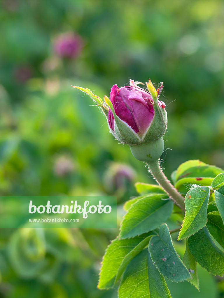 426008 - Gallica rose (Rosa Perle von Weißenstein)