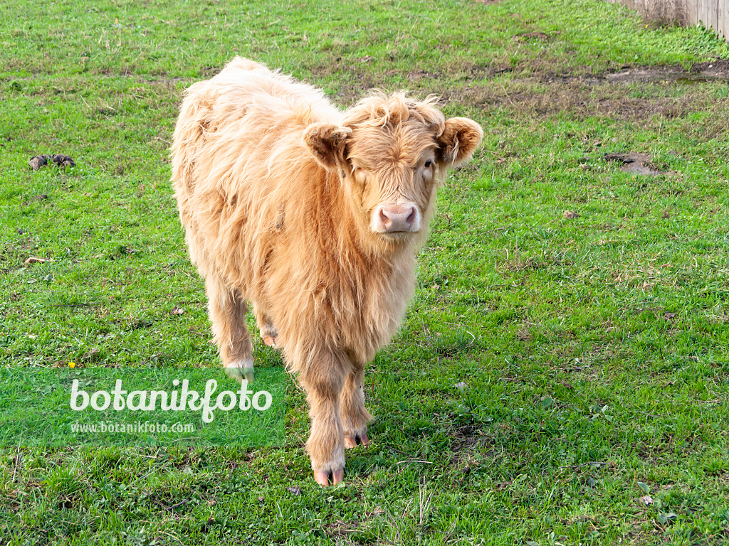 525230 - Galloway cattle (Bos taurus)